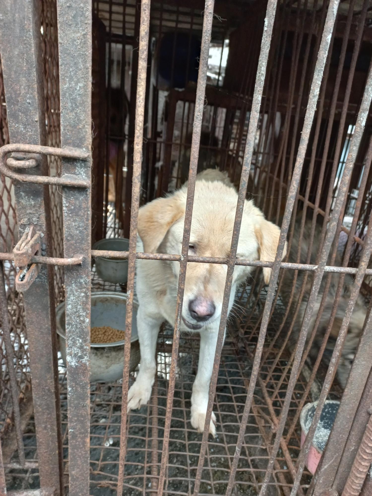 완주군유기동물보호소_445472202300241