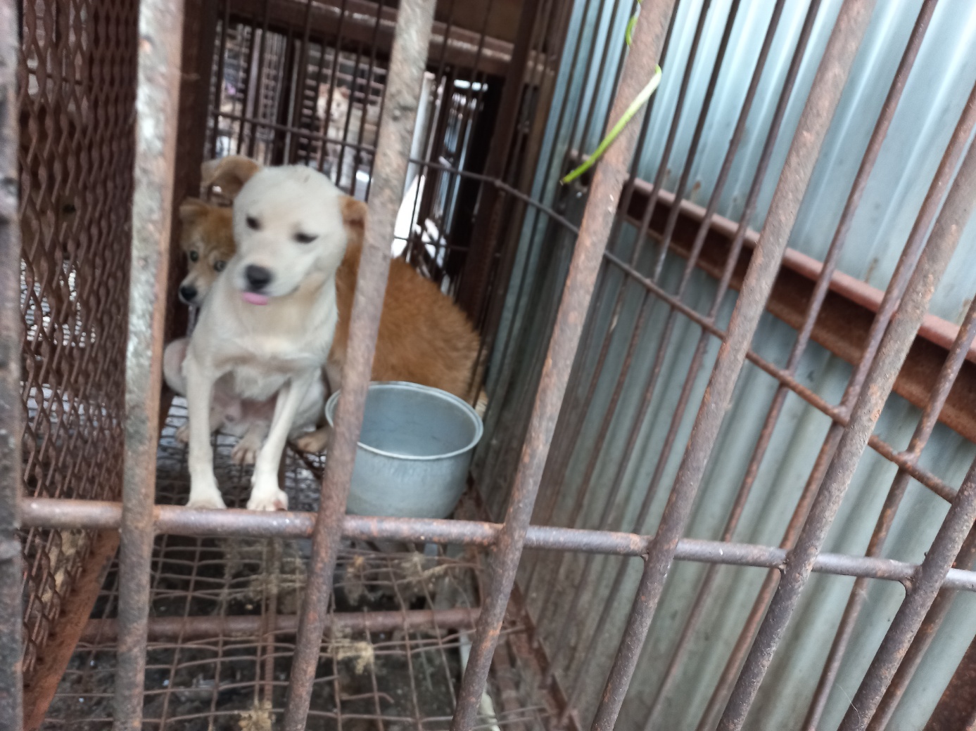 완주군유기동물보호소_445472202300244