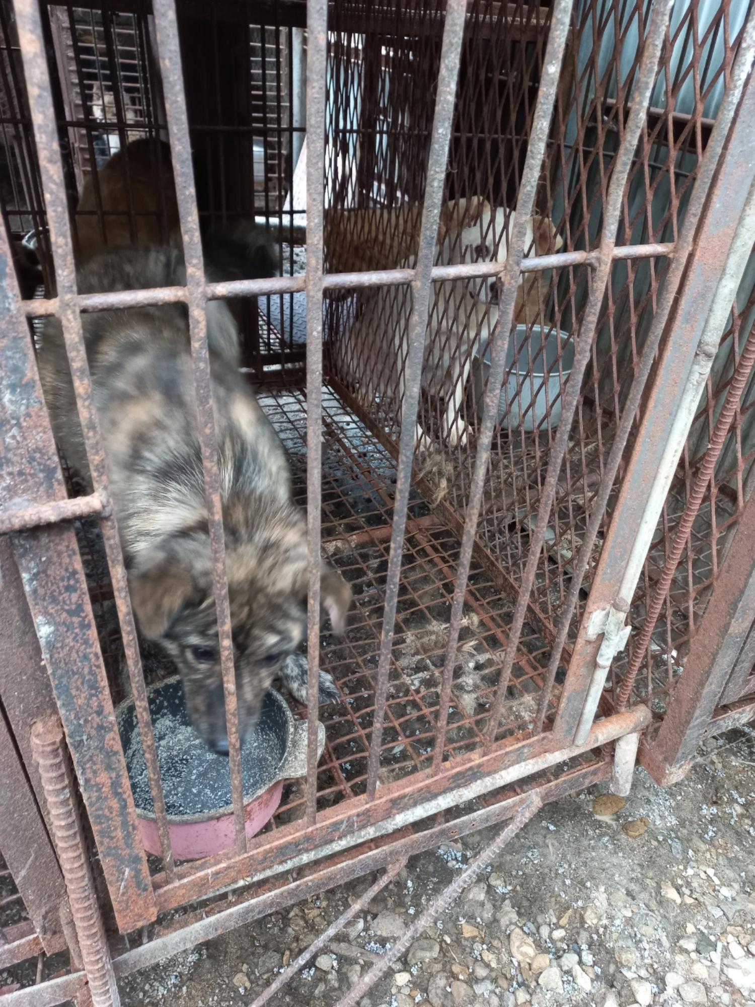 완주군유기동물보호소_445472202300243