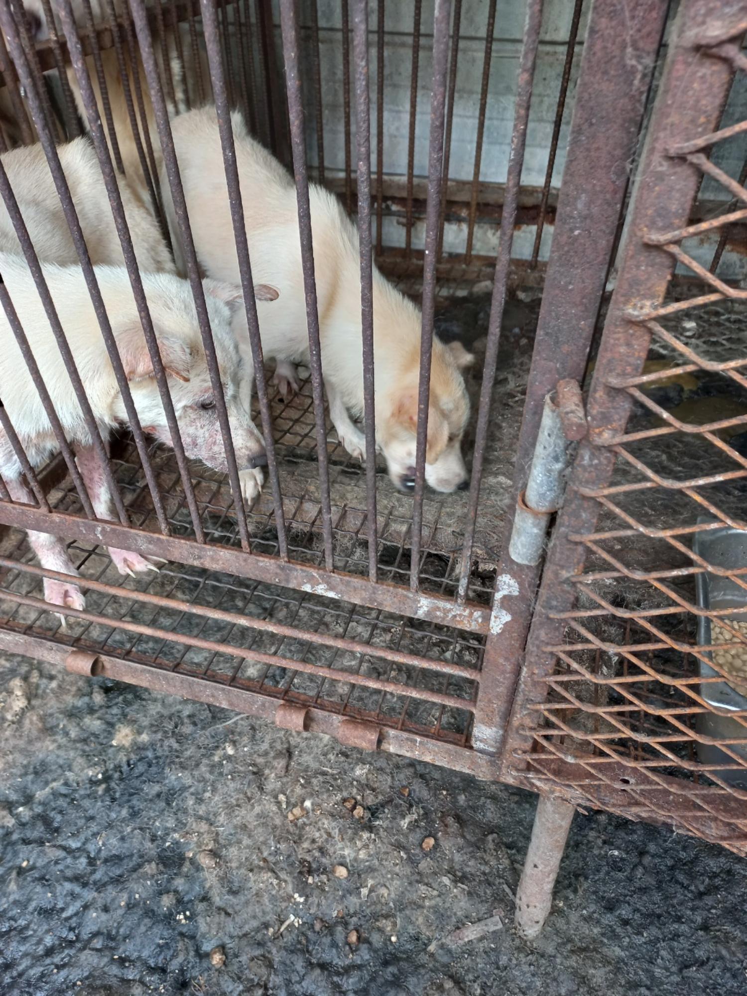 완주군유기동물보호소_445472202300251
