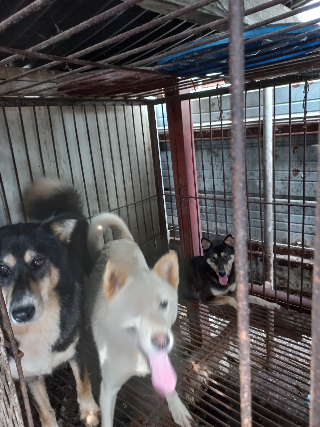 완주군유기동물보호소_445472202300258
