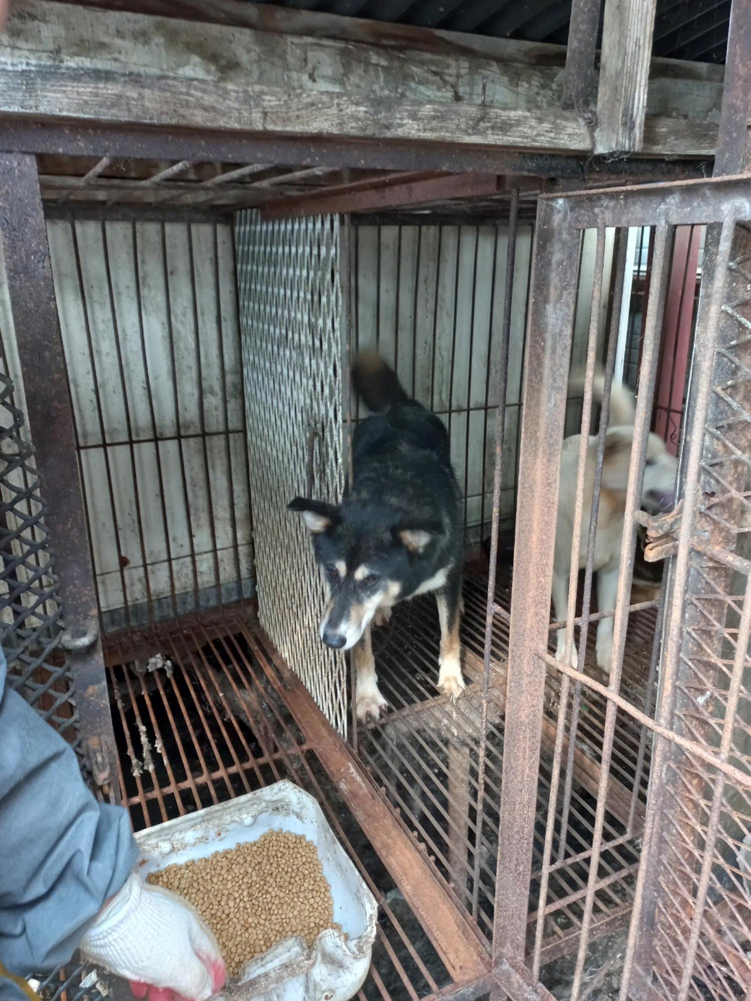 보호중 믹스견의 가…