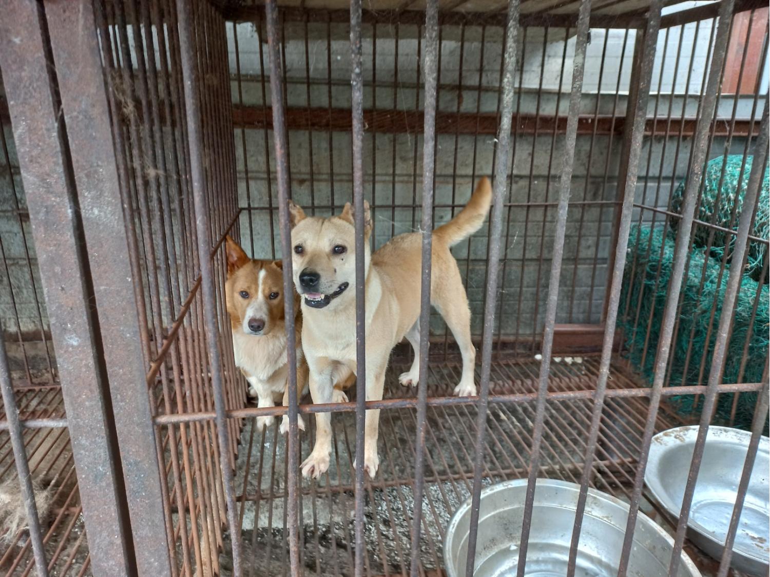 완주군유기동물보호소_445472202300247
