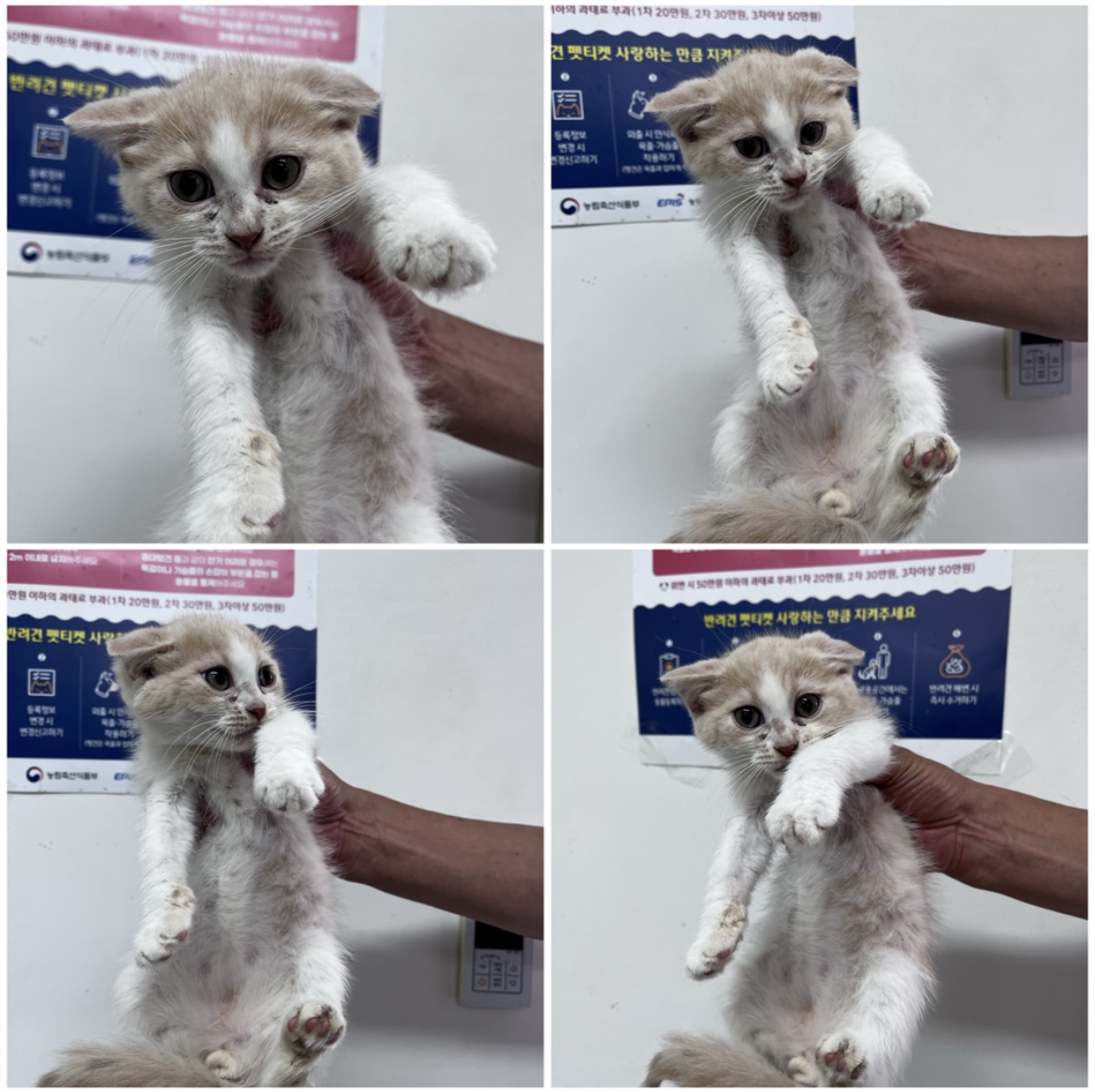 천안시유기동물보호소_444449202301643