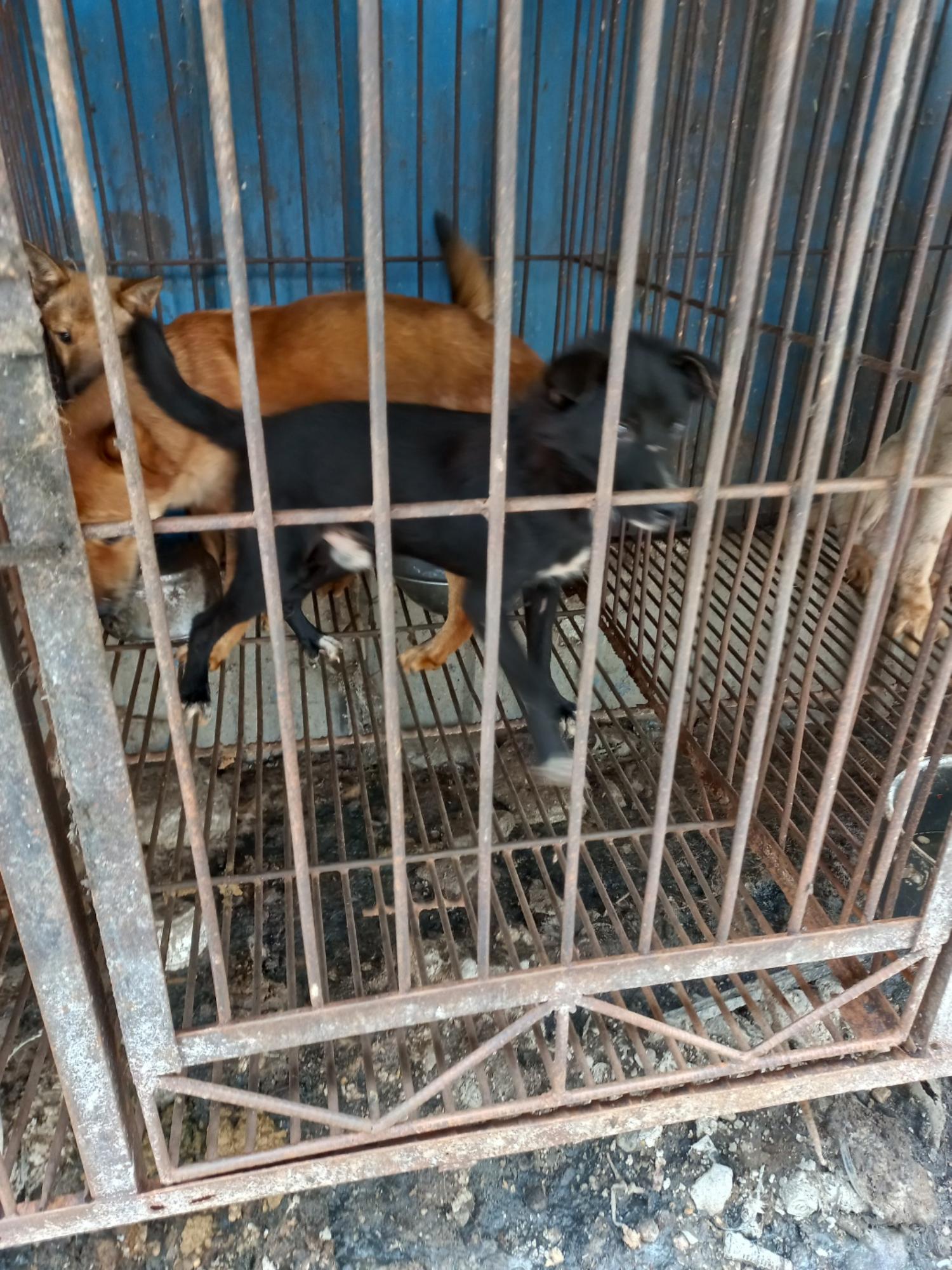 완주군유기동물보호소_445472202300260