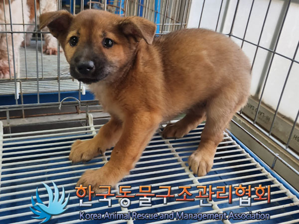한국동물구조관리협회_441409202301171