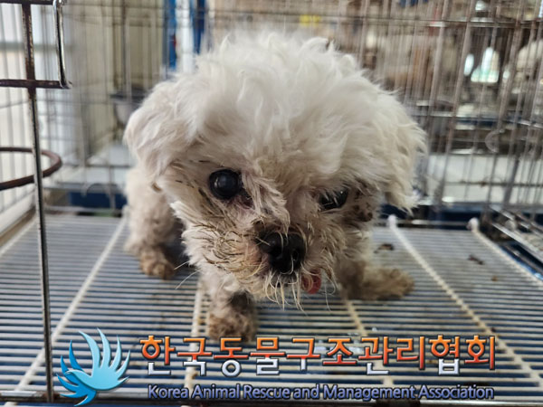 보호중 말티즈의 가…