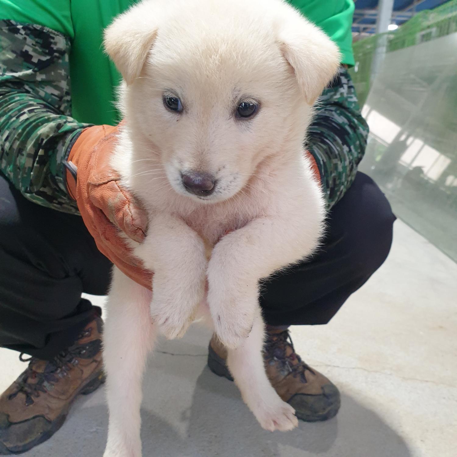 남양동물보호센터_441553202302214
