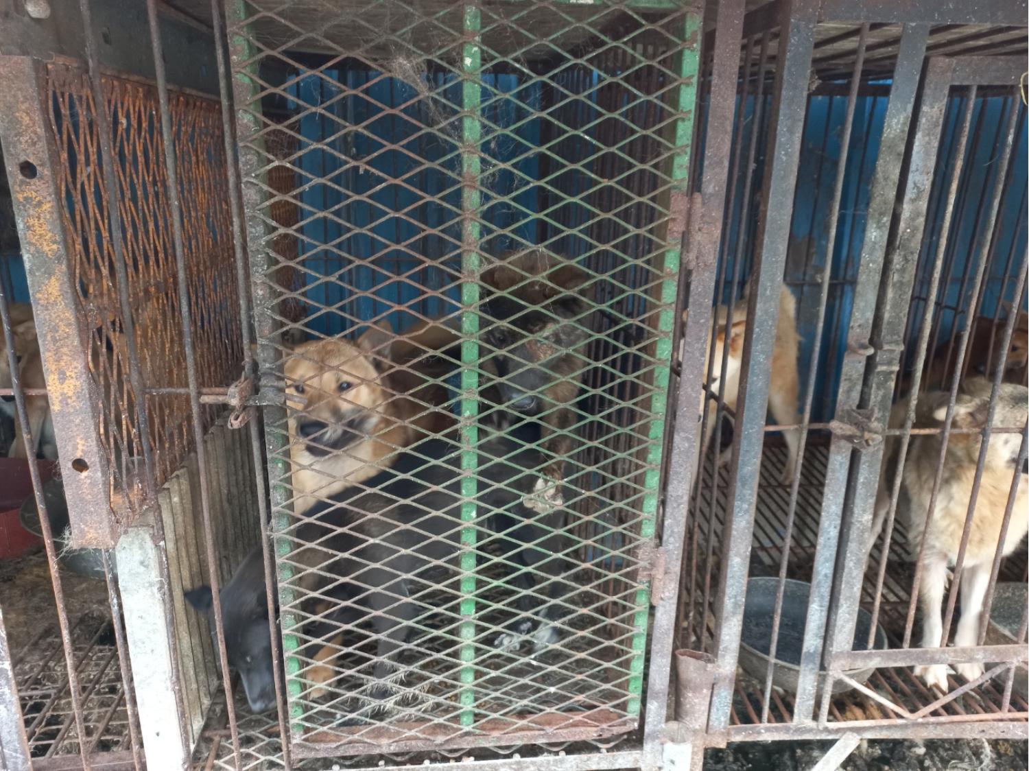 완주군유기동물보호소_445472202300267