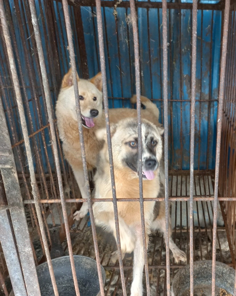 완주군유기동물보호소_445472202300263