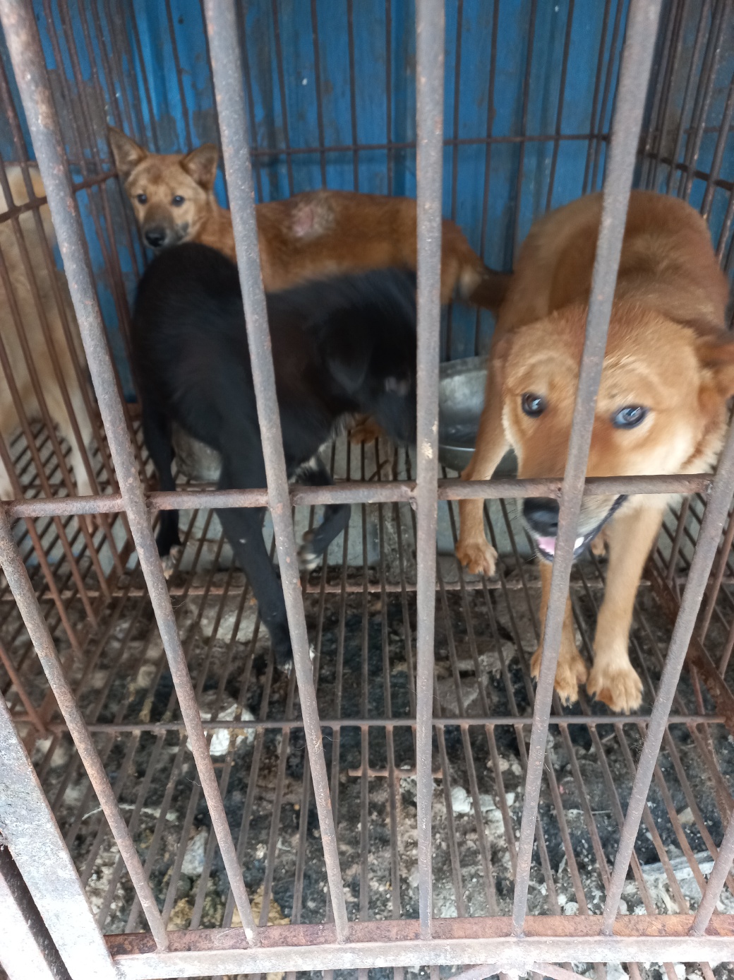 완주군유기동물보호소_445472202300261