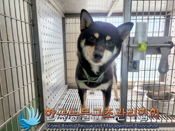 한국동물구조관리협회_441382202300498
