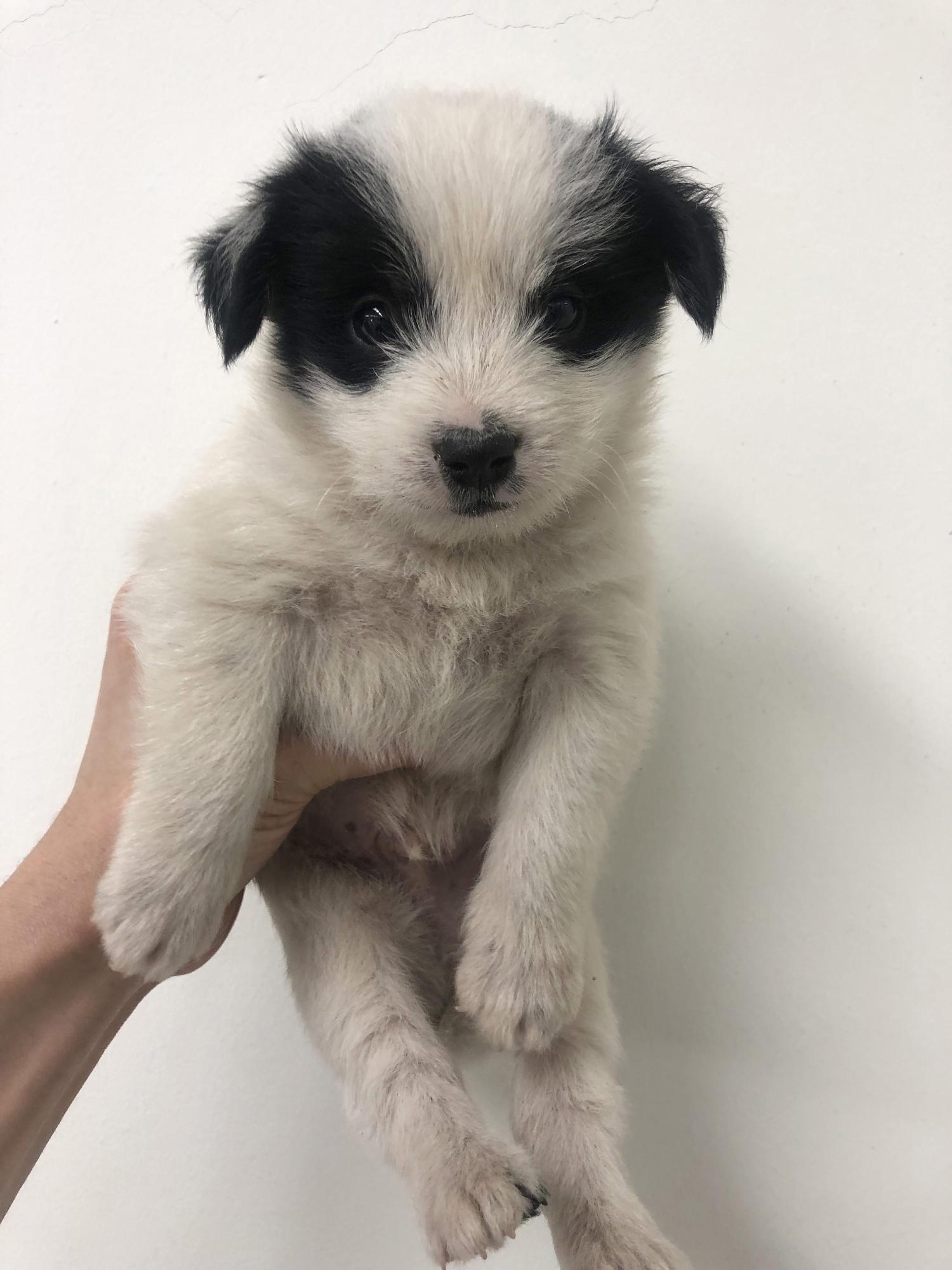 경주동물사랑보호센터_447505202300732