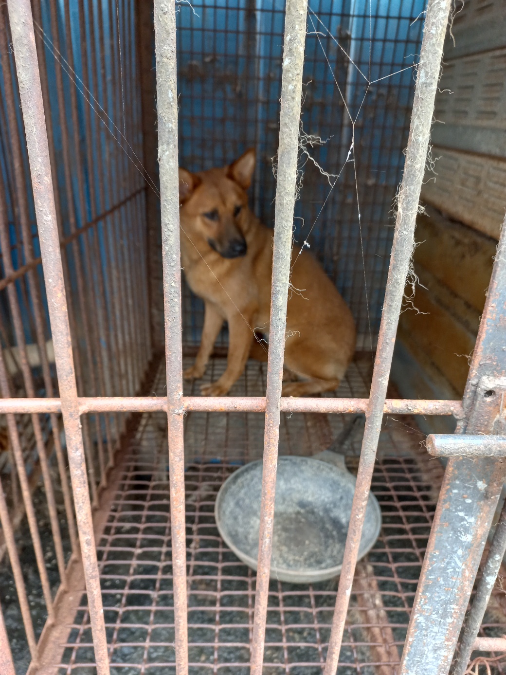 완주군유기동물보호소_445472202300278