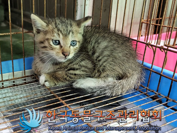한국동물구조관리협회_411310202300321