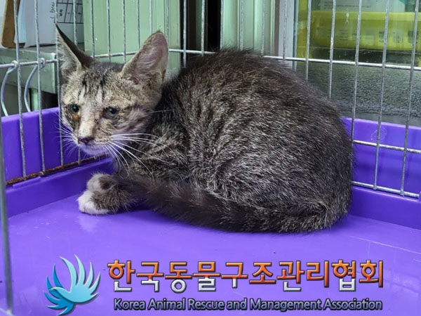 한국동물구조관리협회_411310202300320