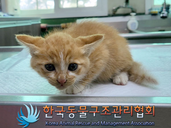 종료(입양) 한국 …