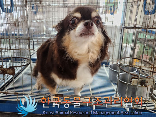 종료(반환) 치와와…