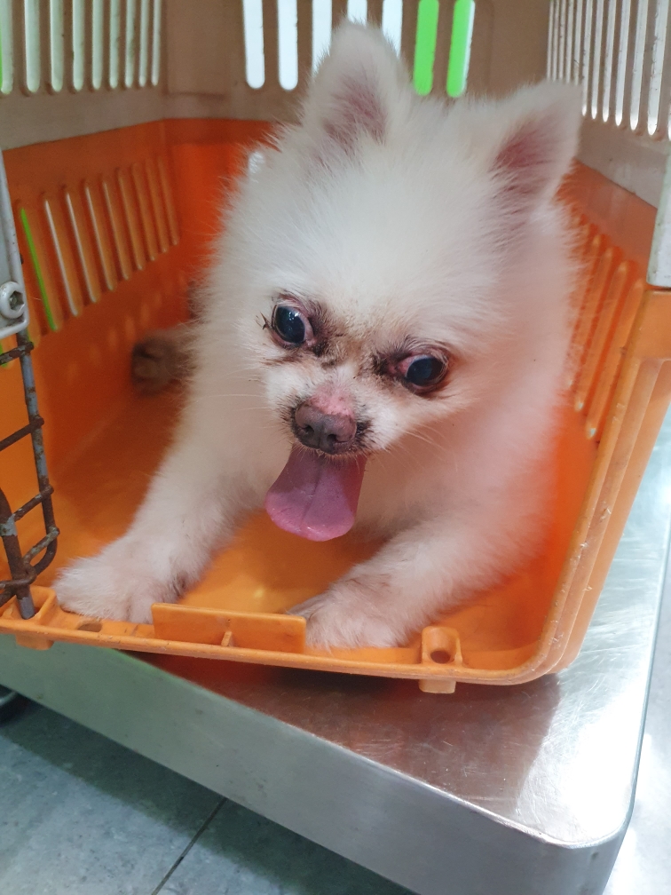 펫앤쉘터동물병원_441378202301332