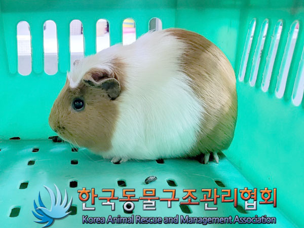 종료(입양) 기니피…