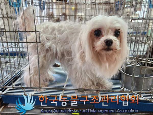 한국동물구조관리협회_411310202300319