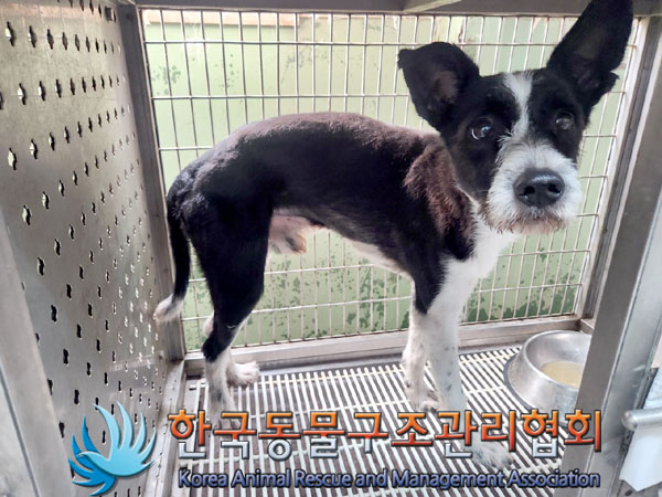 보호중 믹스견의 가…