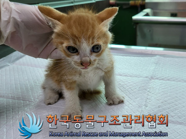 한국동물구조관리협회_411309202300289
