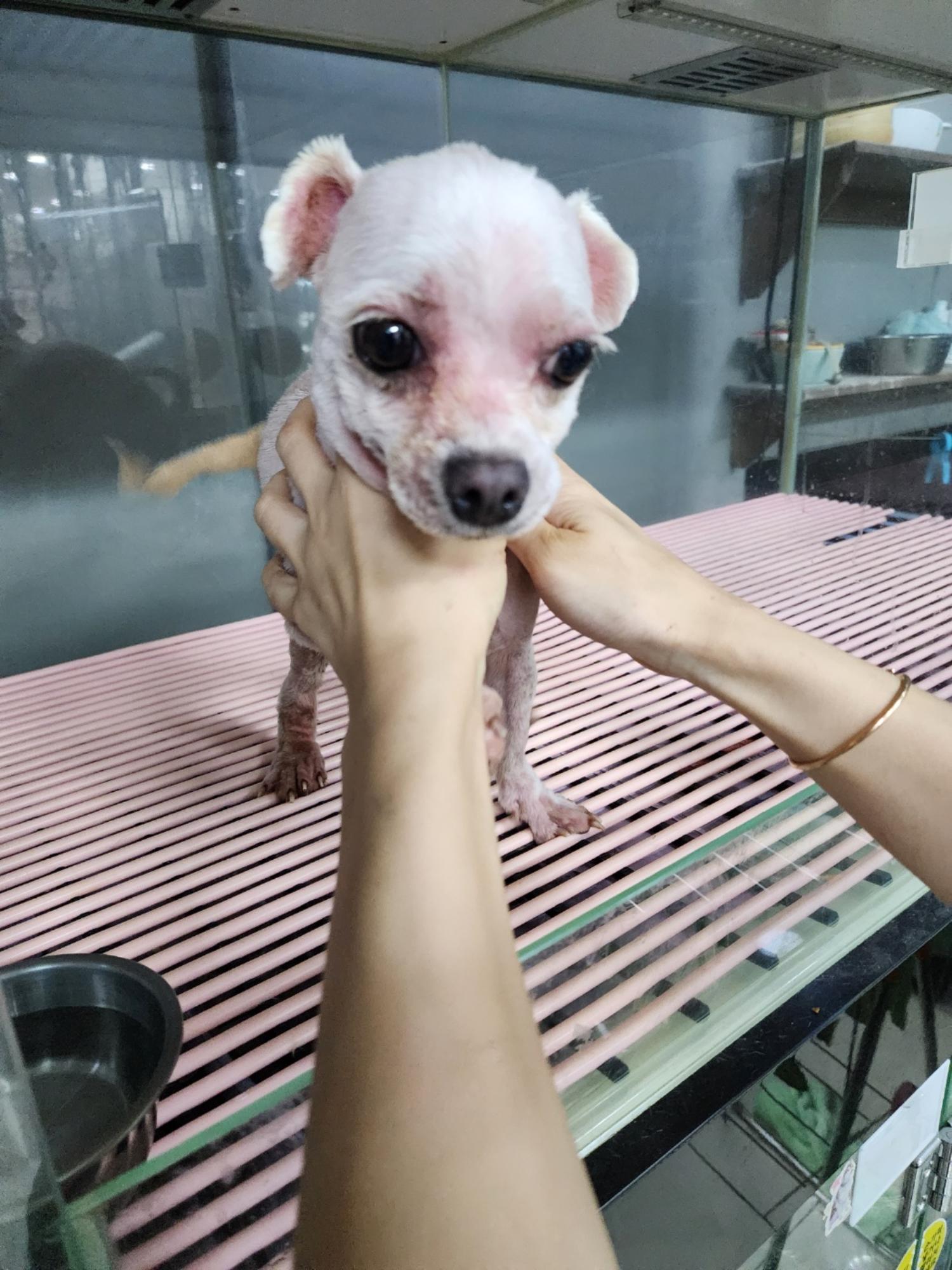 공주시 동물보호소_444450202300437