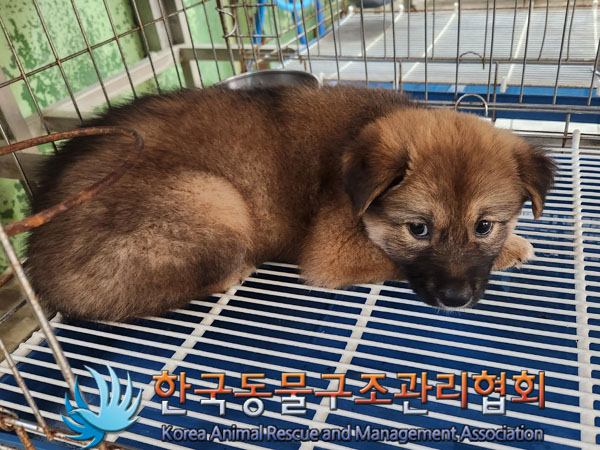 한국동물구조관리협회_411309202300287