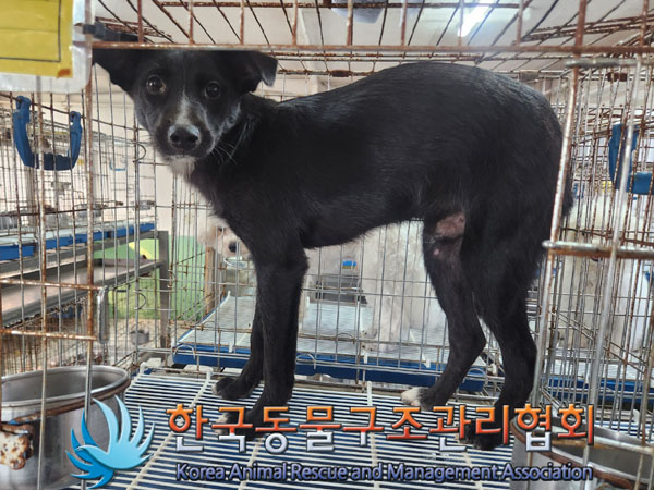 한국동물구조관리협회_441414202300548