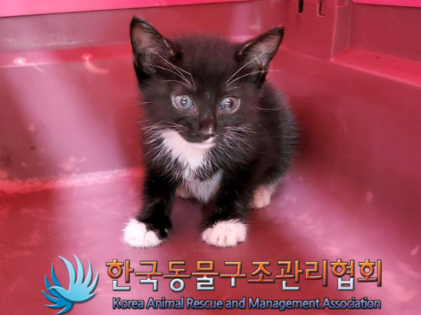 한국동물구조관리협회_411306202300494