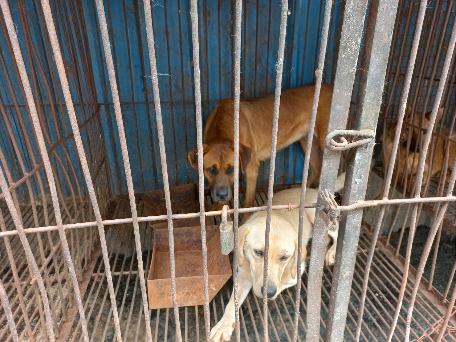 완주군유기동물보호소_445472202300280