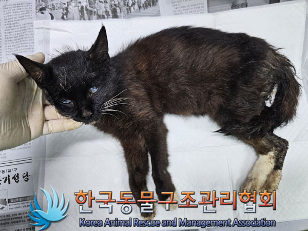 한국동물구조관리협회_441414202300552