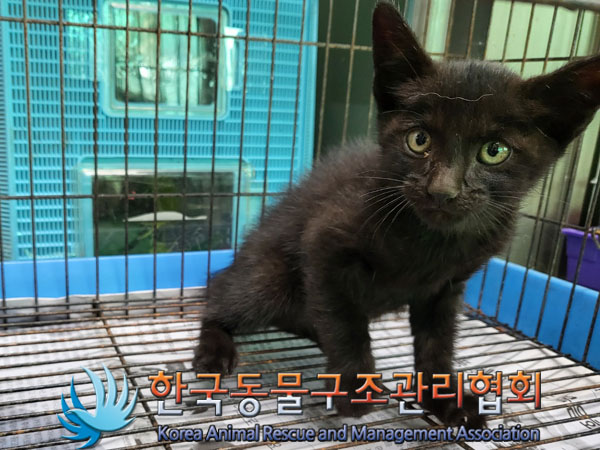 한국동물구조관리협회_441414202300551