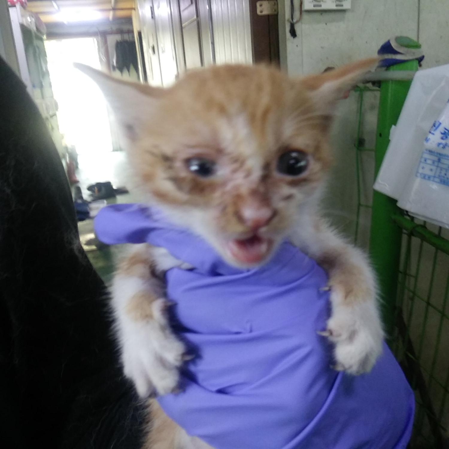 인천광역시수의사회_428352202300282