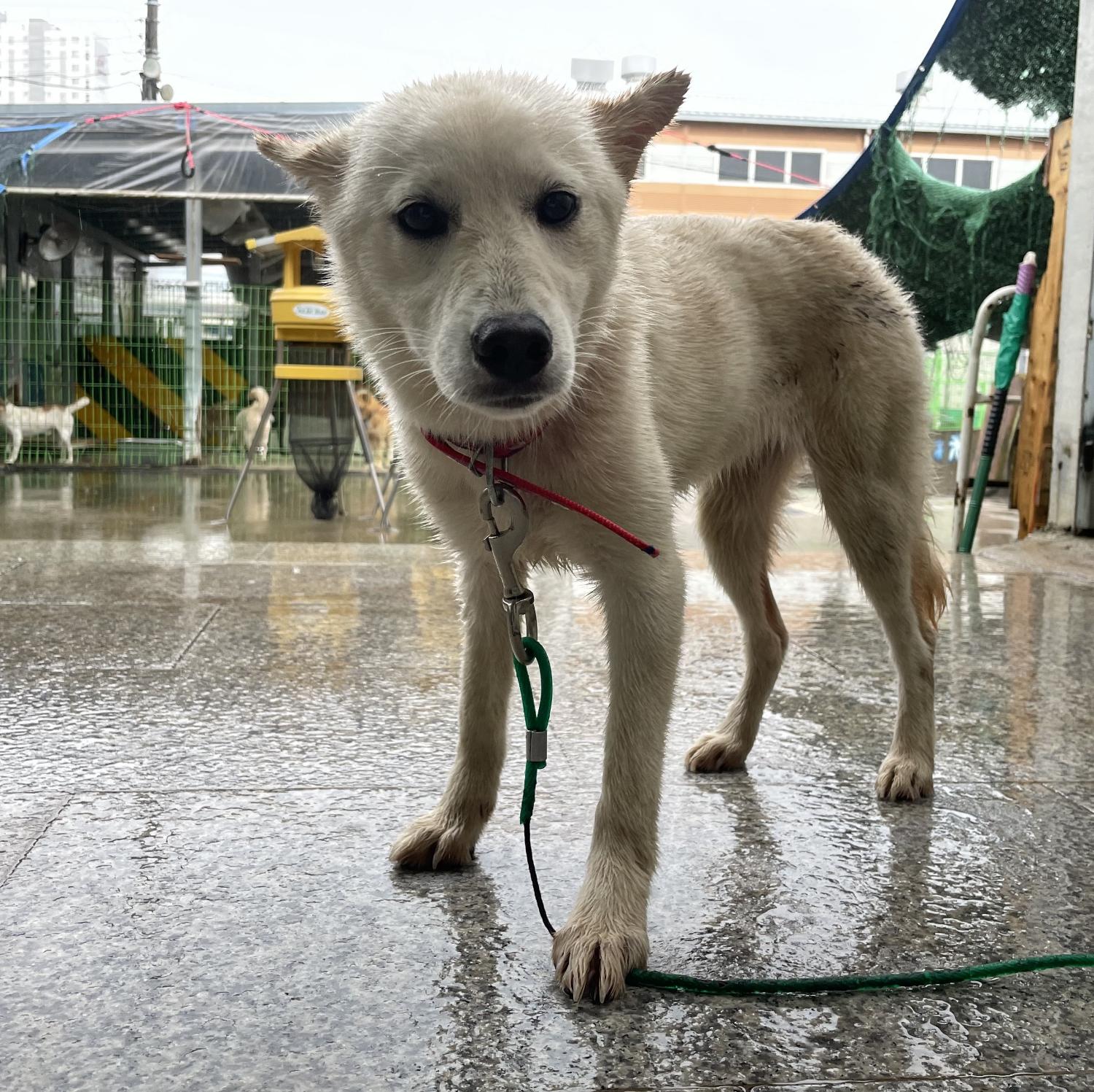 광주 동물보호소_429362202300624