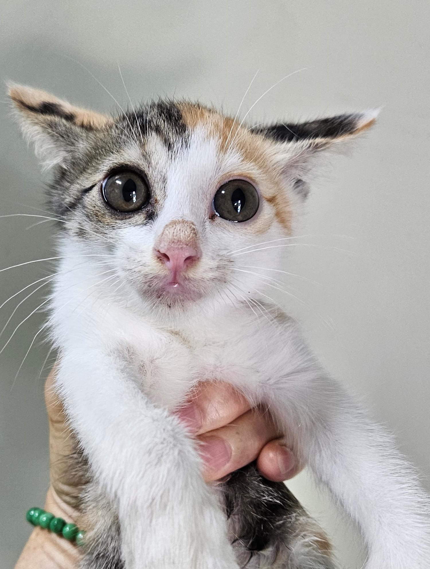 대구유기동물보호센터_427342202300478