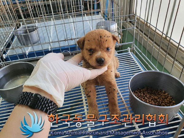 종료(자연사) 믹스…