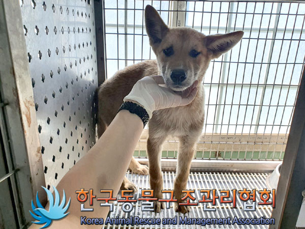 종료(안락사) 믹스…