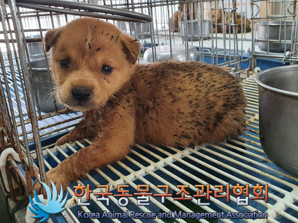 한국동물구조관리협회_441414202300553