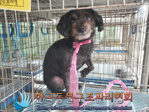 종료(반환) 푸들의…