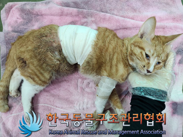 한국동물구조관리협회_441560202300927