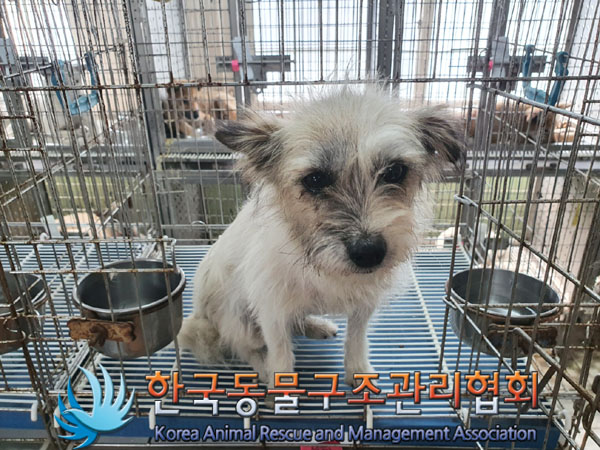 한국동물구조관리협회_441560202300923