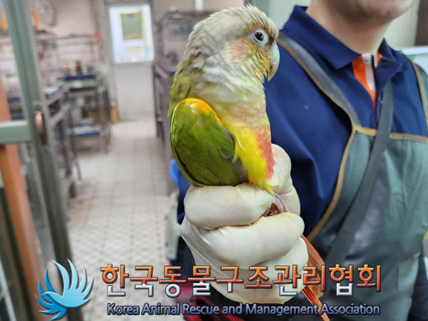 보호중 앵무새의 가…