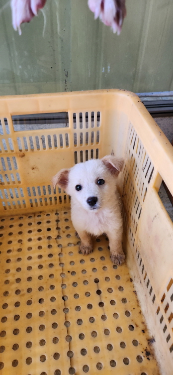 익산유기동물보호소_445468202301493
