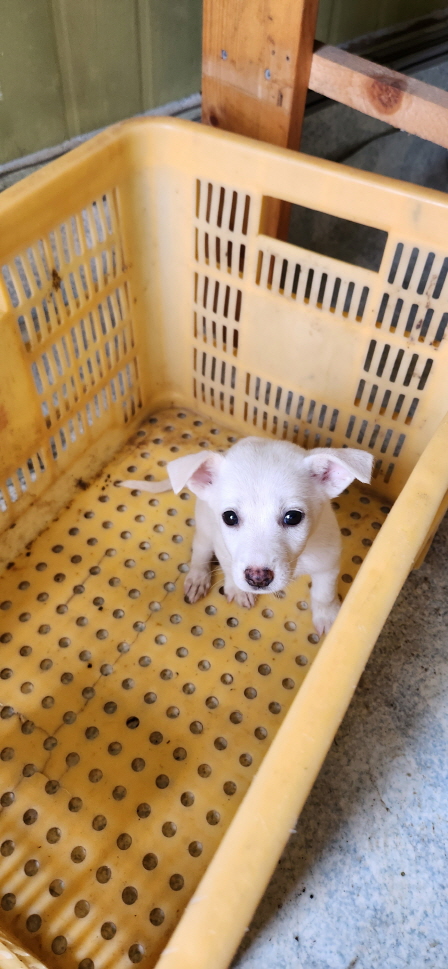 익산유기동물보호소_445468202301488