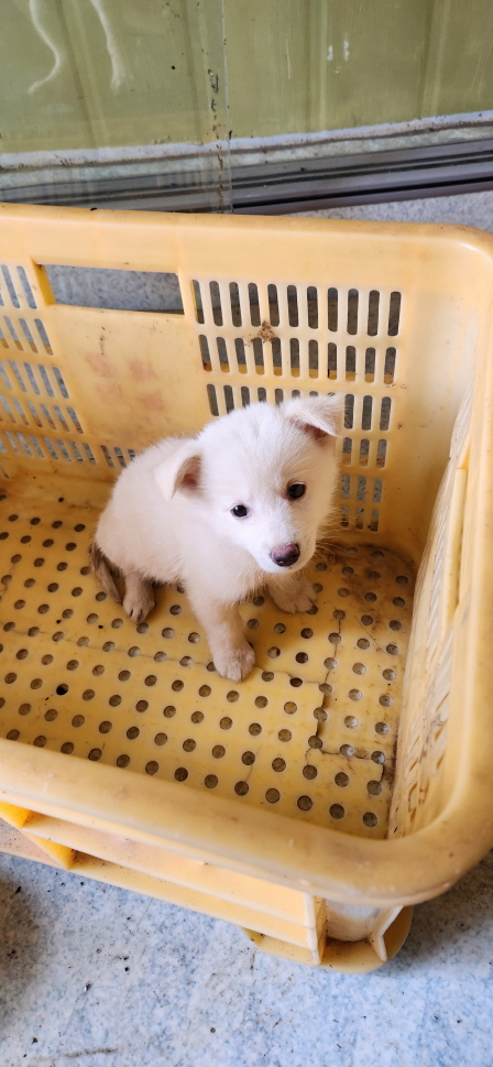 익산유기동물보호소_445468202301492