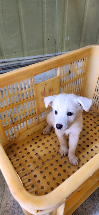 익산유기동물보호소_445468202301491