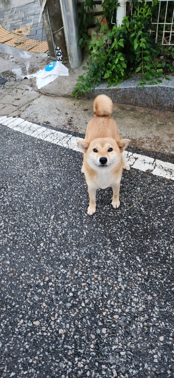 익산유기동물보호소_445468202301496