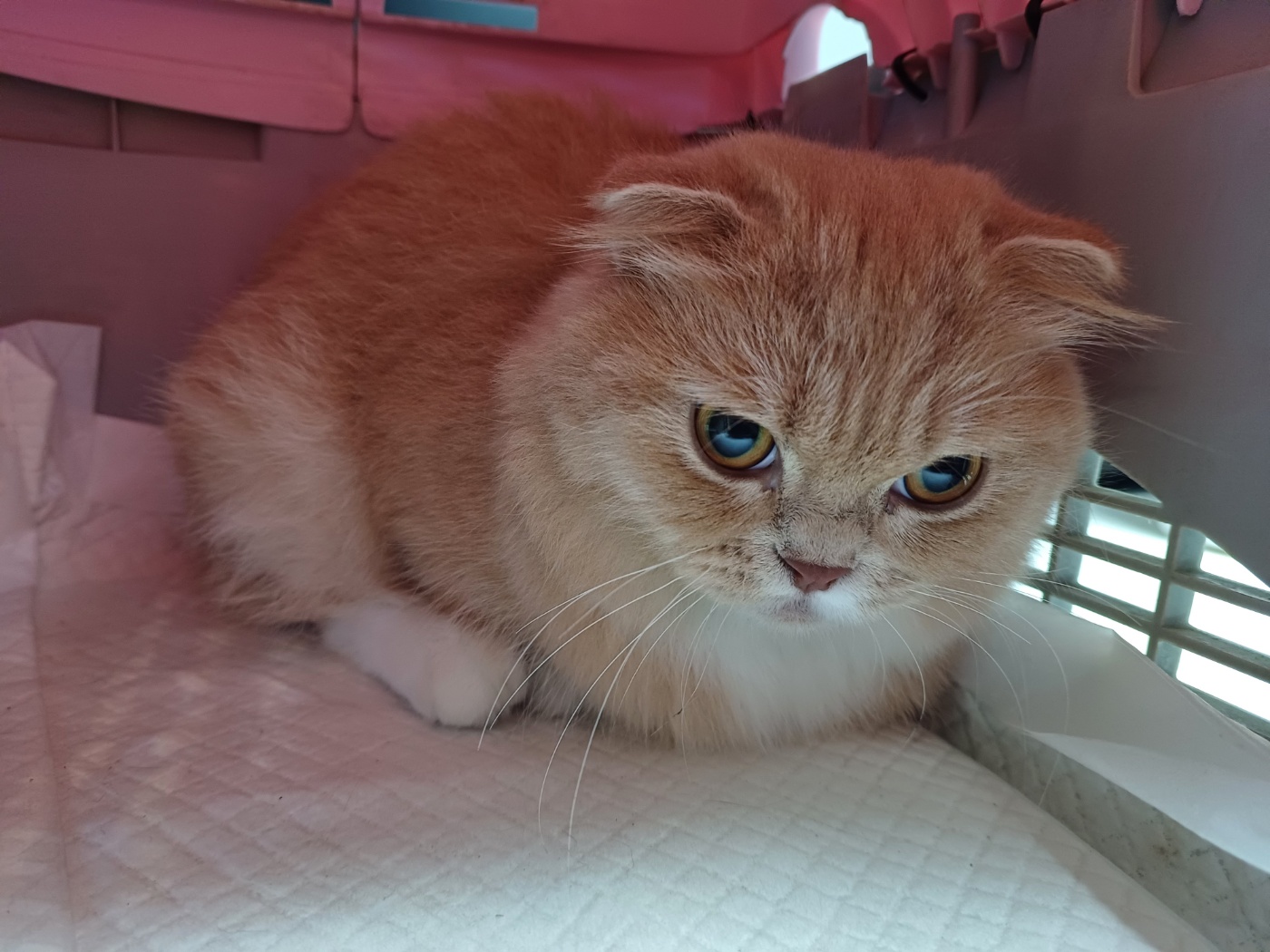 행복한동물병원_445464202302586